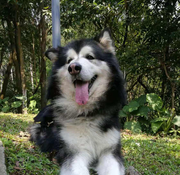 AaronHuang的个人资料头像