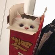 小豆角要努力哦的个人资料头像