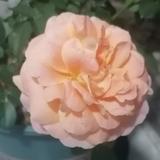 w阿生头像