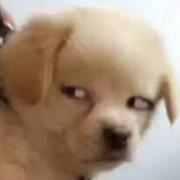 诚诚888的个人资料头像