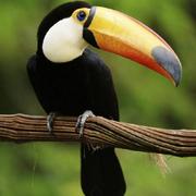 onion90的个人资料头像