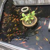 芣厾想头像