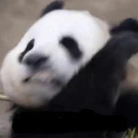 朱迪雀头像