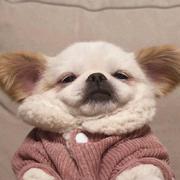 芝士雪豹i的个人资料头像