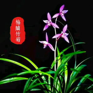 瞭望之窗（梅兰竹菊）头像