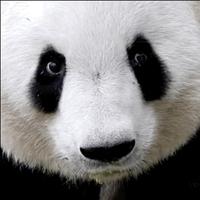 彩虹小火炉头像