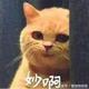 善良花猫D9头像