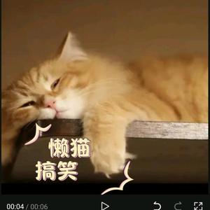 懒猫头像