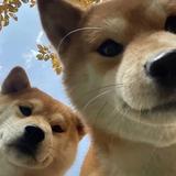二狗是隔壁村的头像