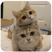 白念桃的个人资料头像