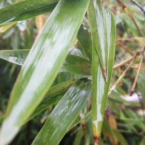 寒室听雨头像