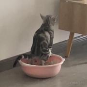 Tlshiy的个人资料头像