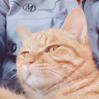 大橘为重Zz头像