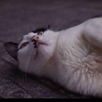 玉汝于成8425头像