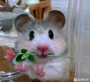 谁堪伯仲间的个人资料头像