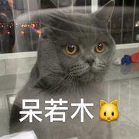 招财是个胖猫头像