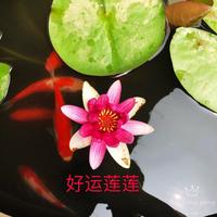 岳鹏鹏ypp头像