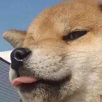 v杨巅峰v头像