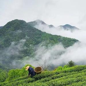 大腾云茶业百茶供应链头像