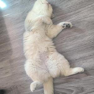 喵喵星球部落头像