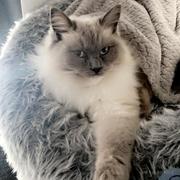 车厘子是一只猫的个人资料头像