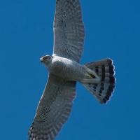 小福之际vv头像