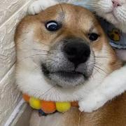 A的个人资料头像