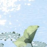 星荷xh头像