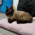 五驹六兽头像