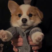 web前端代码说的个人资料头像