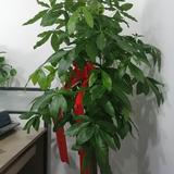 行走者8282头像