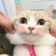 蓝色小马驹的个人资料头像