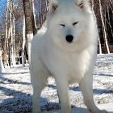 多才多艺梦想PQ3头像