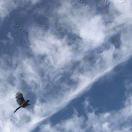 oneSailboat的个人资料头像