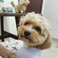 开3X的菜鸟司机头像