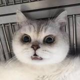 上涨一块叫微调头像