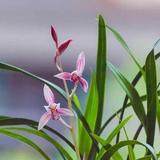兰香阁头像