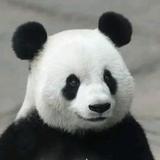 笨笨熊头像