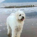 爱犬笨笨头像