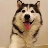 勇往直前的艺术家Hpf头像