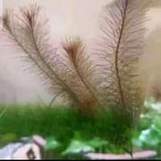 蝌蚪纹青蛙的个人资料头像