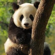 国宝819的个人资料头像