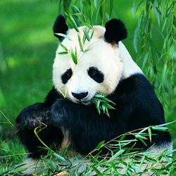 市政府熊猫宝宝头像