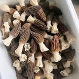 羊肚菌特产头像
