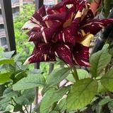 粉红达芬奇头像
