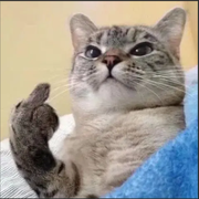 会写bug的攻城狮的个人资料头像