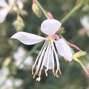 阿花头像