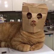 这不是我司哥嘛的个人资料头像