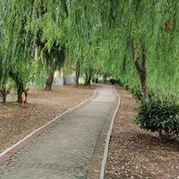 平等众生皆苦头像