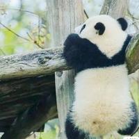 风筝33663头像
